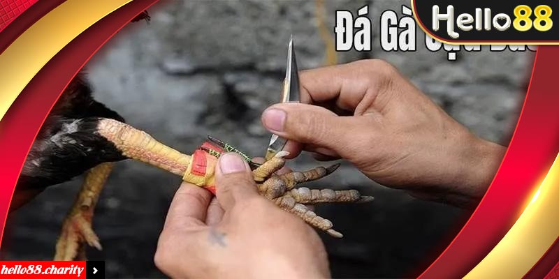 đá gà cựa dao